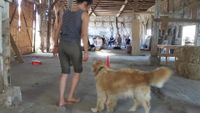 praktisches Training Ausbildung zum Hundetrainer - Scheune