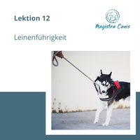 Ausbildung zum Hundetrainer Lektion 12 Leinenführigkeit