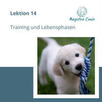 Ausbildung zum Hundetrainer Lektion 14 Training in unterschiedlichen Lebensphasen des Hundes