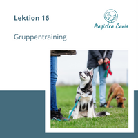 Ausbildung zum Hundetrainer Lektion 16 Gruppentraining