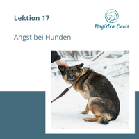 Ausbildung zum Hundetrainer Lektion 17 Angst bei Hunden