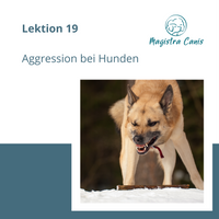 Ausbildung zum Hundetrainer Lektion 19 Aggression bei Hunden