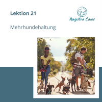 Ausbildung zum Hundetrainer Lektion 21 Mehrhundehaltung