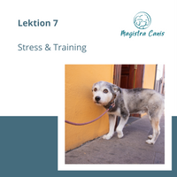 Ausbildung zum Hundetrainer Lektion 7 Stressverhalten Hund