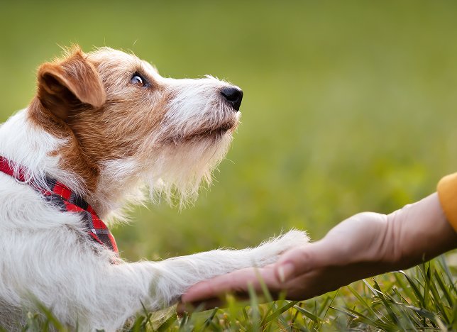 Co-Regulation bei Mensch und Hund