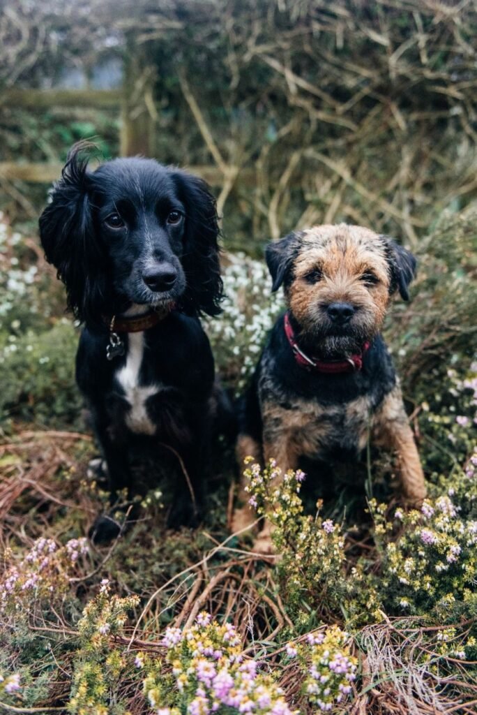 Kontaktaufnahme Magistra Canis Hunde
