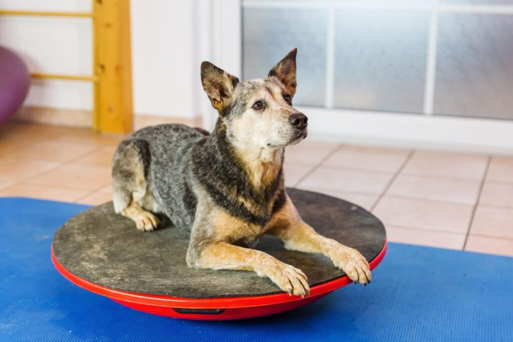 Hund Physio Balance Board
