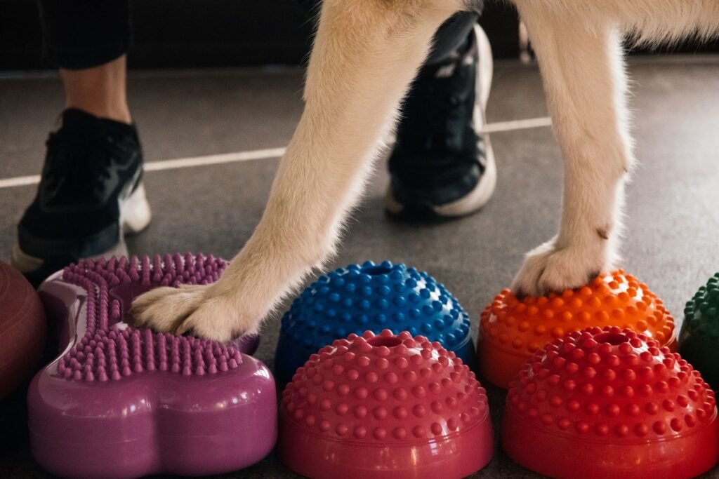 Hund Physiotherapie Massage