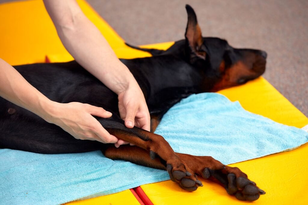 Hund Physiotherapie liegend