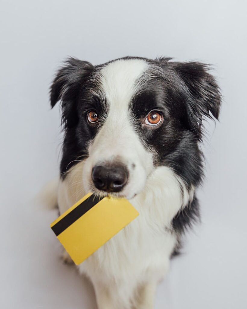 Hunde Ausbildung Kosten