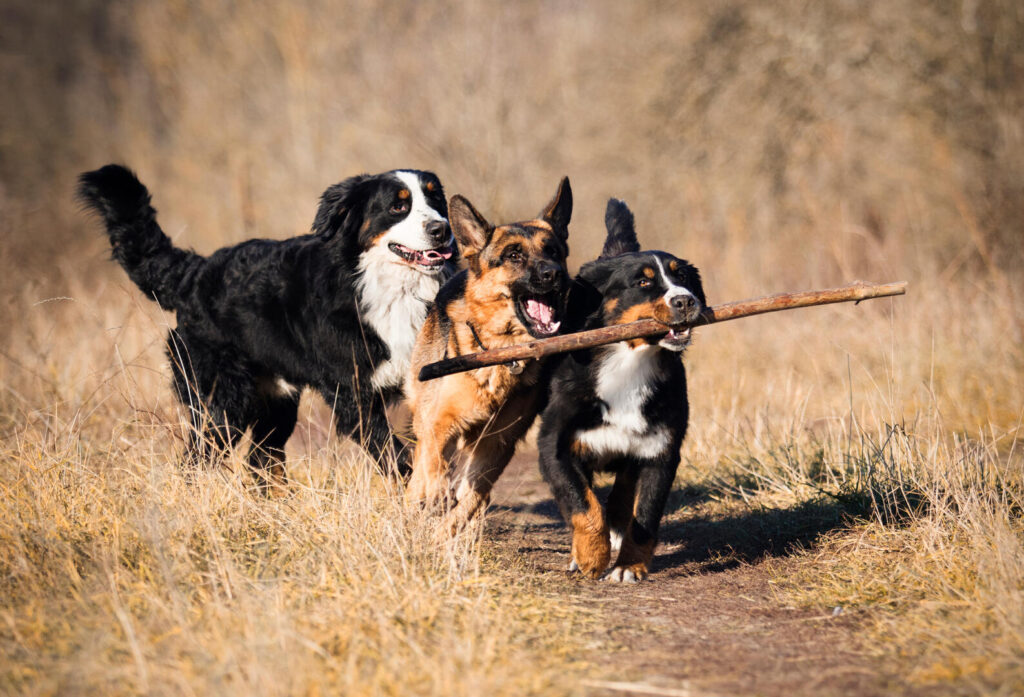 Hunde beim Spielen
