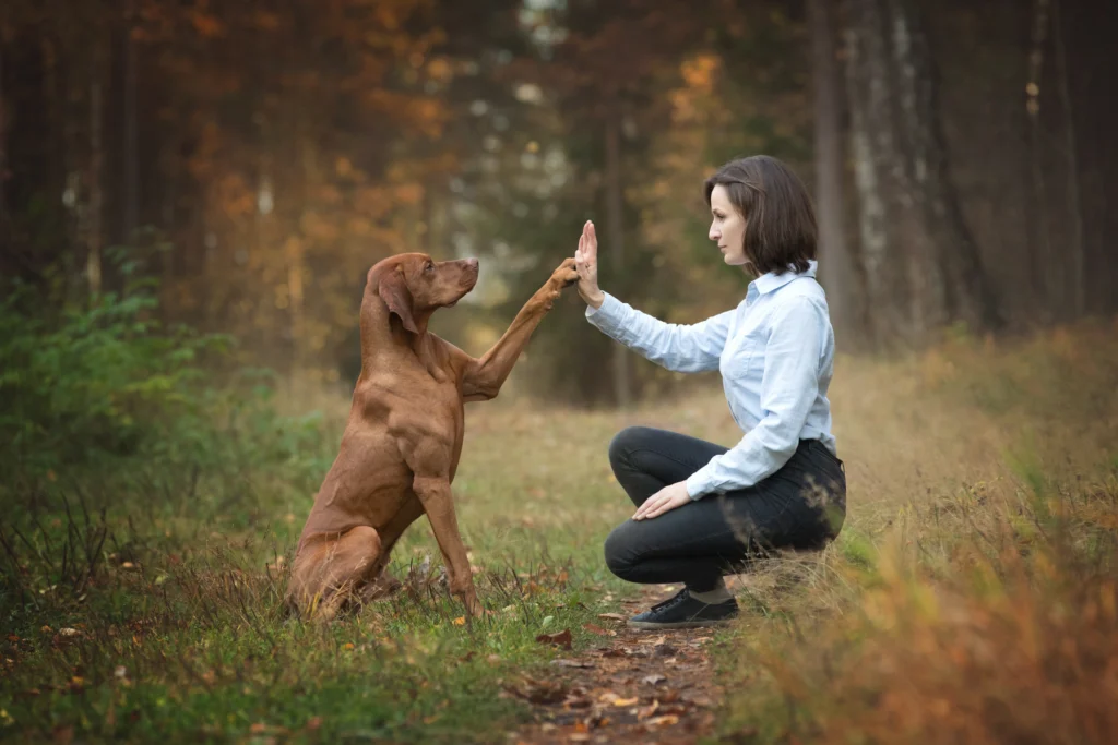 Hundetraining Pfote gebend