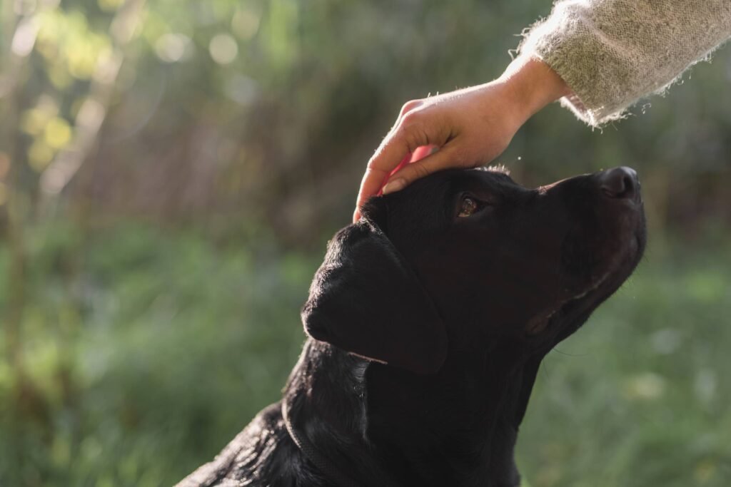 Therapiehundetrainer