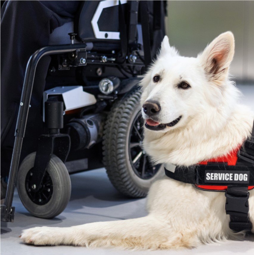 ausbildung_assistenzhund_trainer